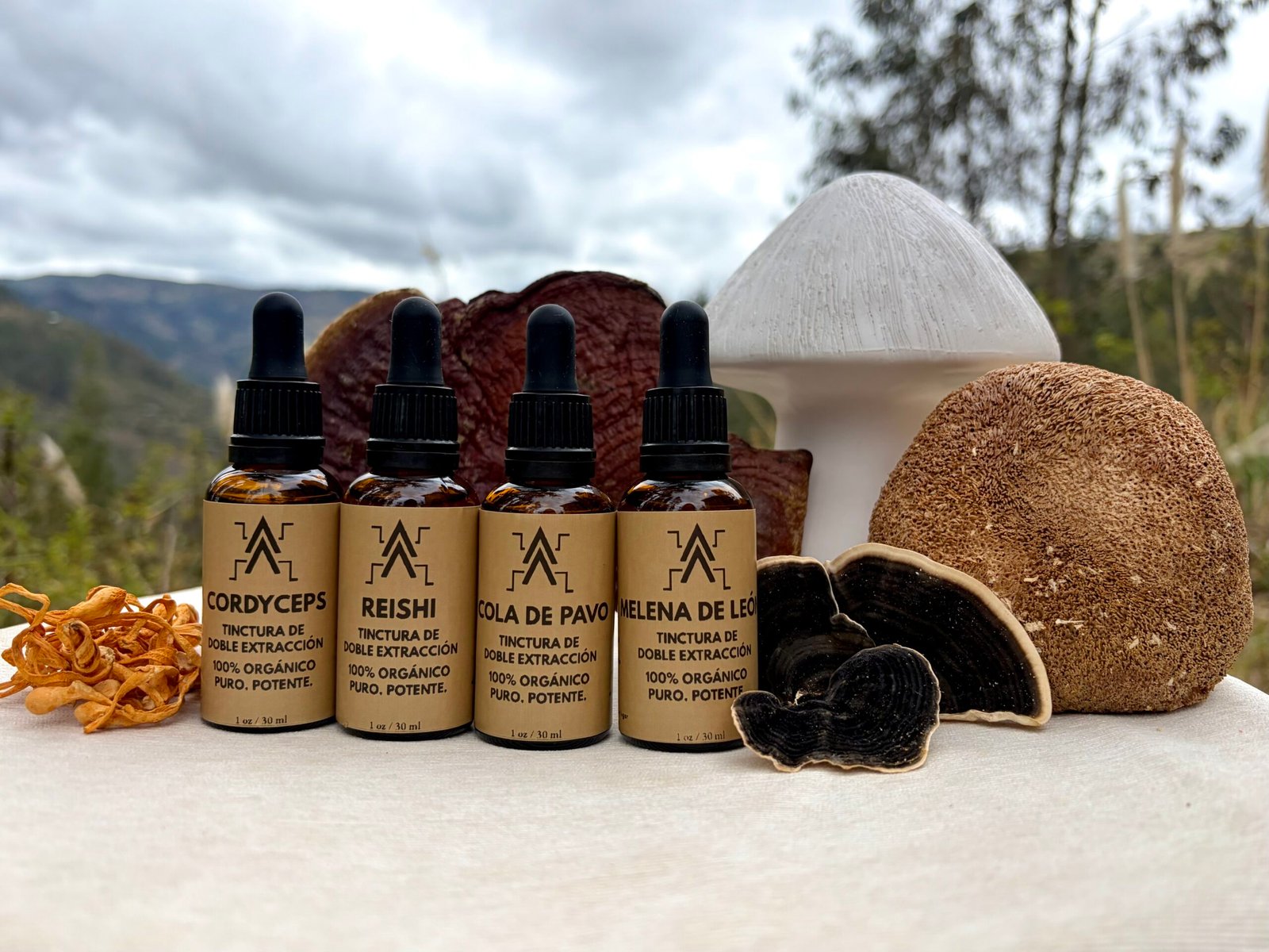 Collection of functional Mushroom Tinctures in glass dropper bottles with natural mushrooms
